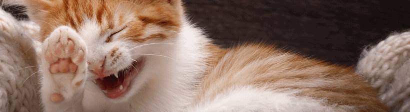 A cat laughing, a cute and funny photo